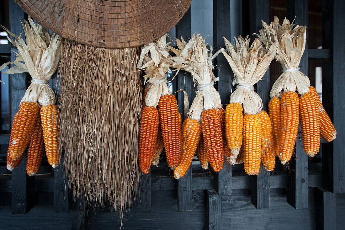 Dried corn on the cob, hanging