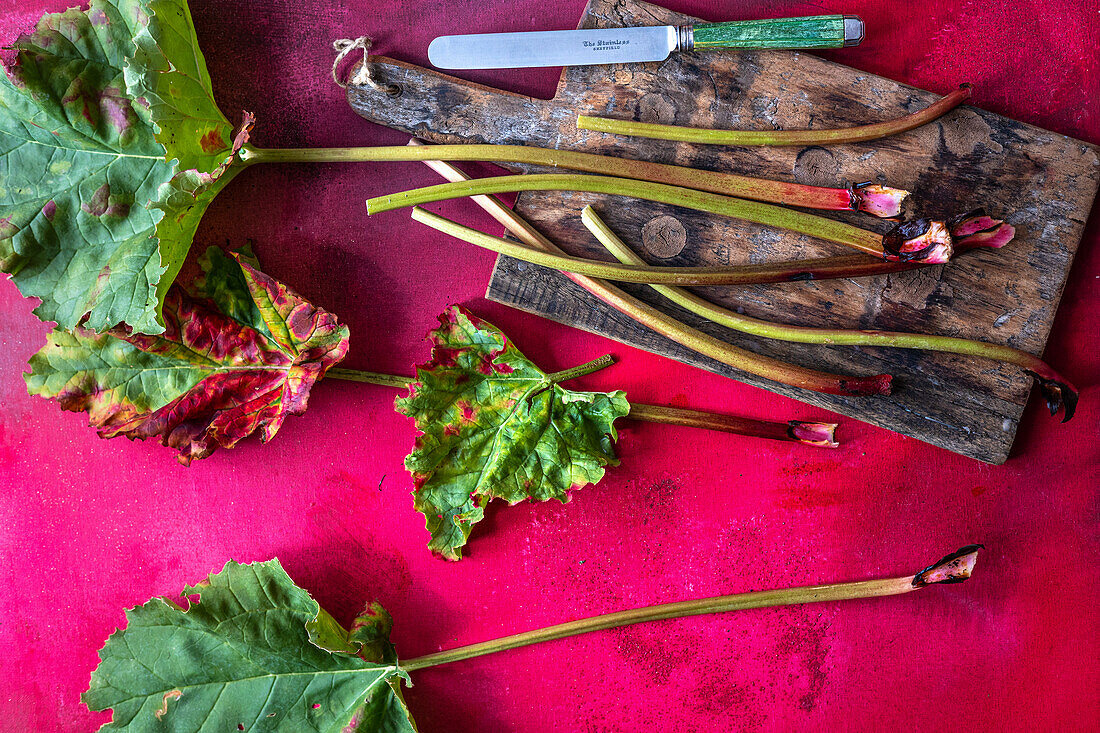 Frischer Rhabarber aus dem Garten