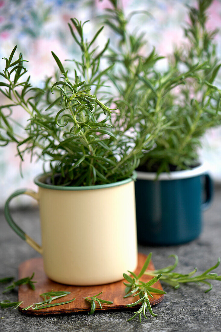 Rosemary grown in mugs