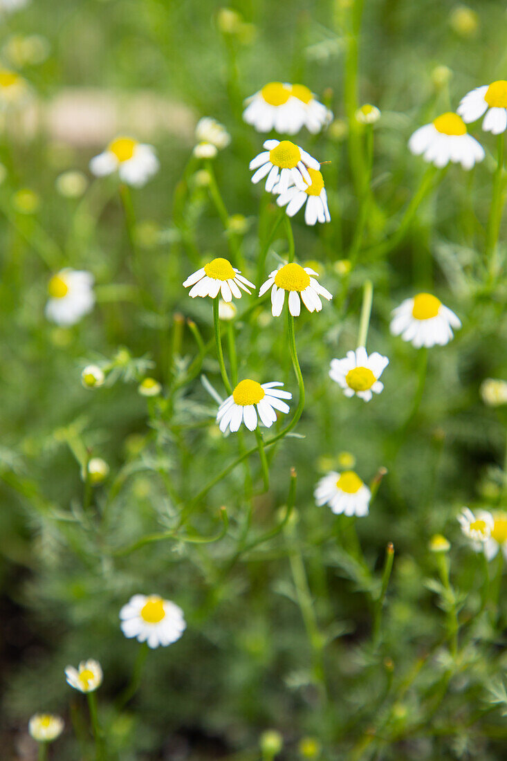 Camomile (Matricaria) flowering in the meadow