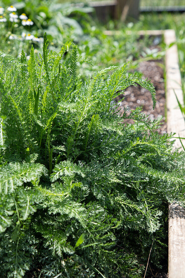 Yarrow (Achillea) in the bed