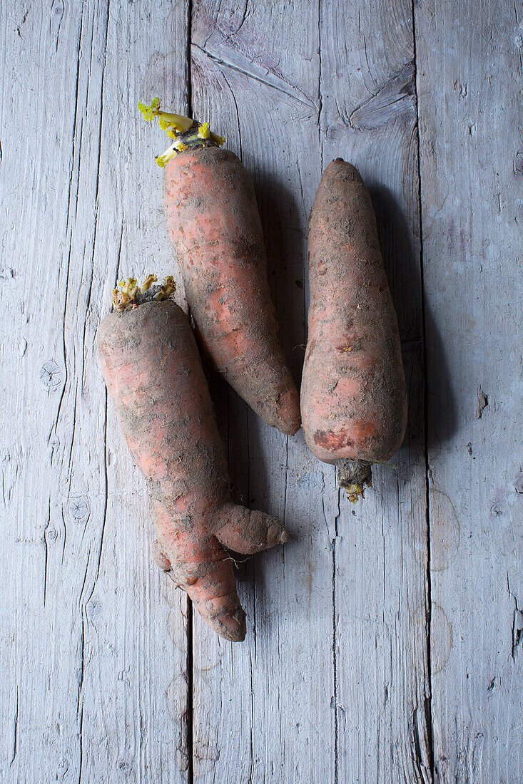 Fresh harvest of carrots