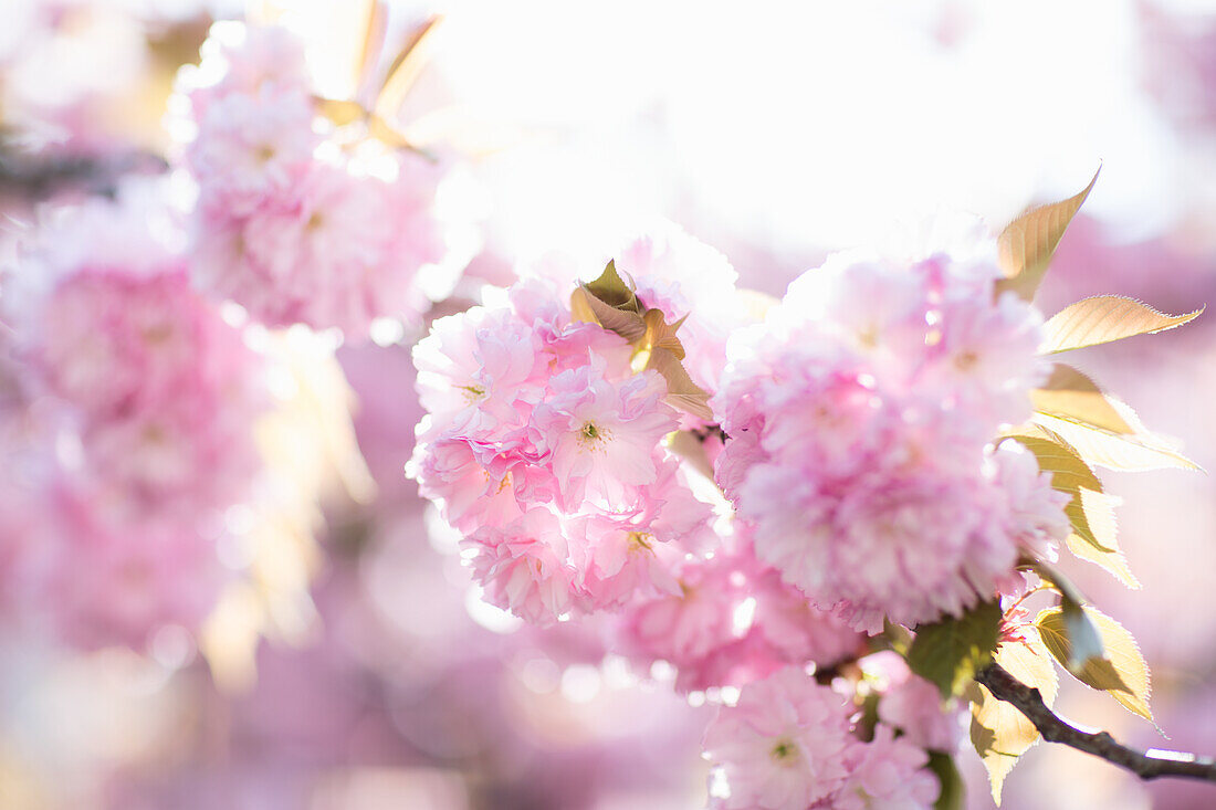 Cherry blossoms