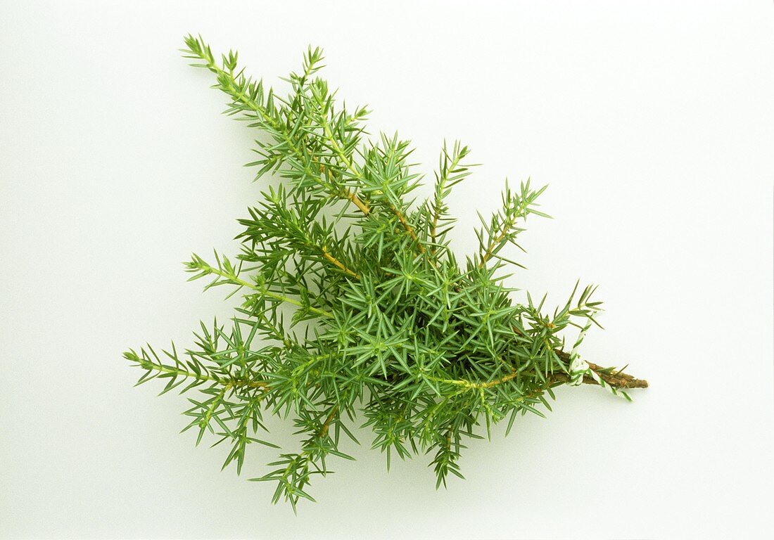 A bunch of juniper