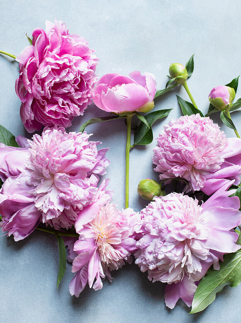 Purple peonies