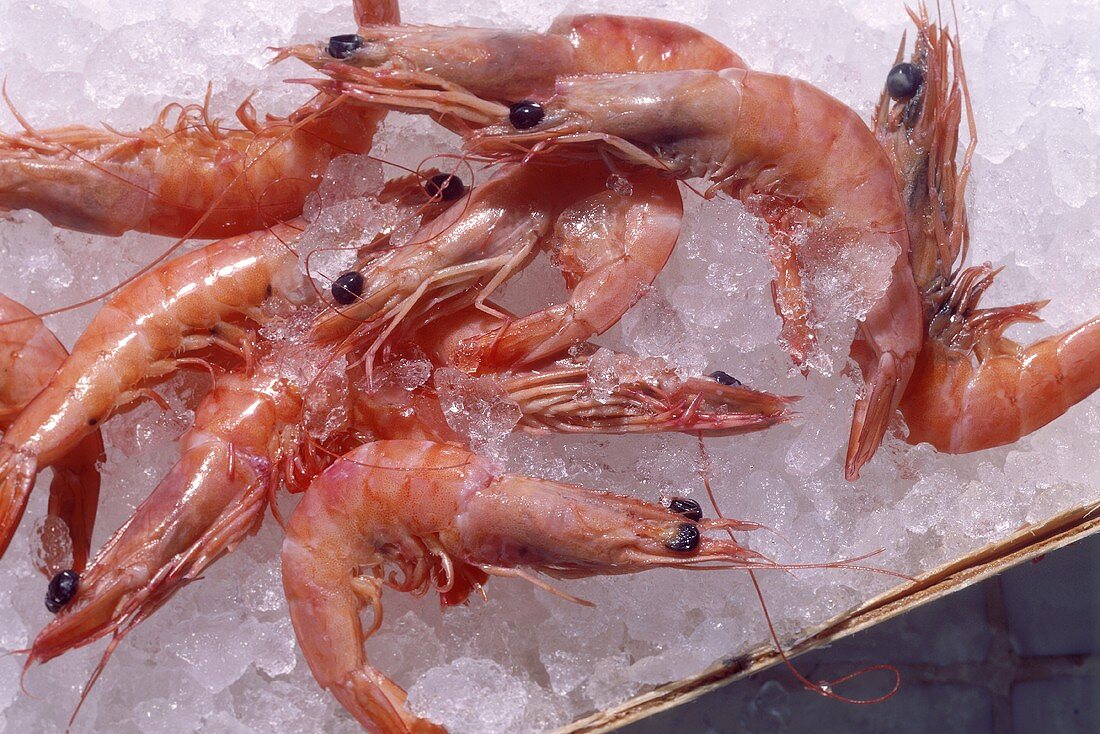 Shrimp on Ice