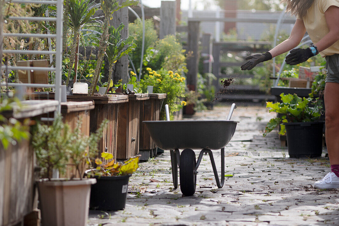 Wheelbarrow on the path of a community garden