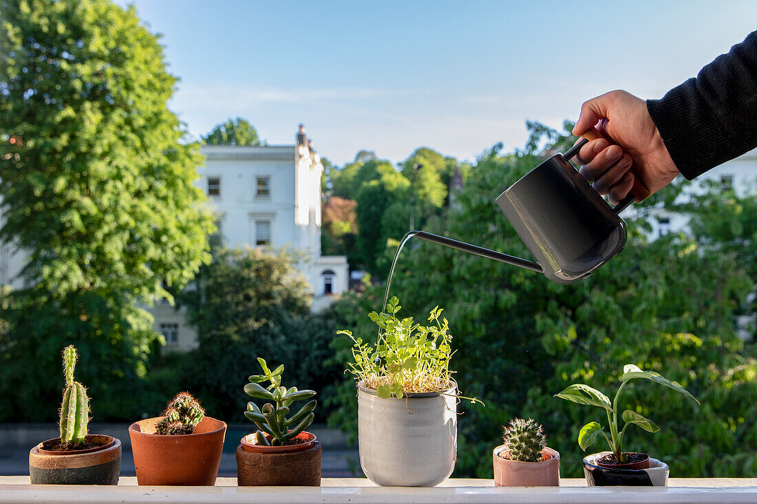 Potted plant on the windowsill being watered