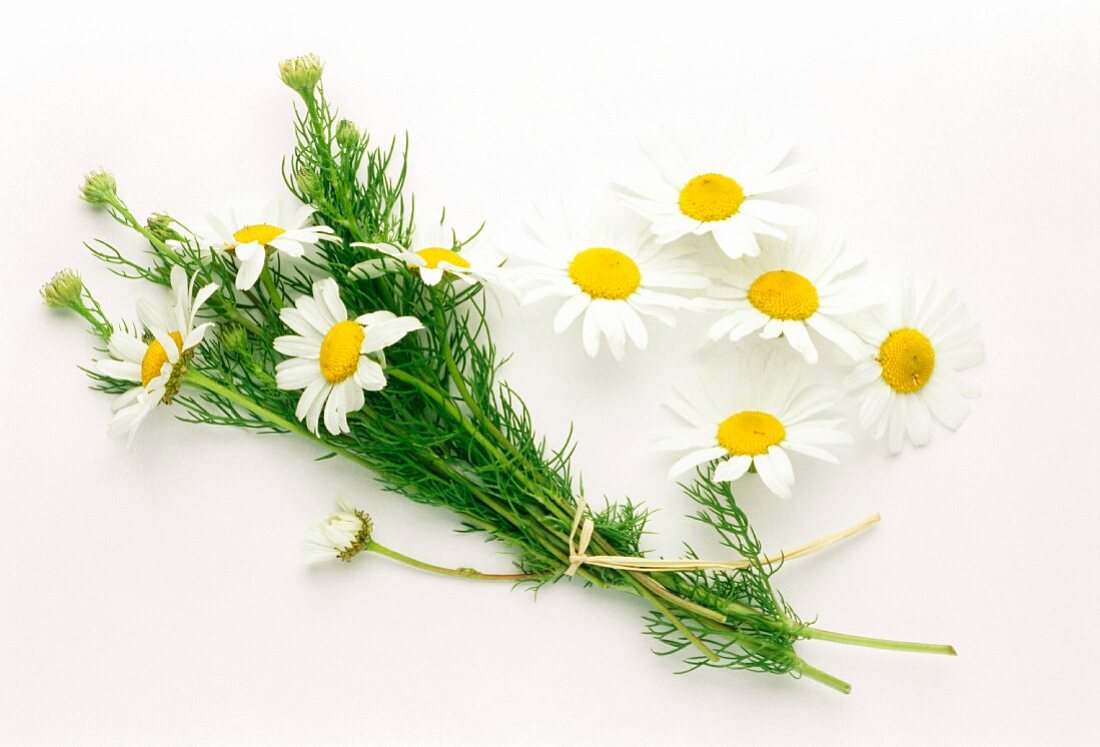 A bunch of camomile and single camomile flowers