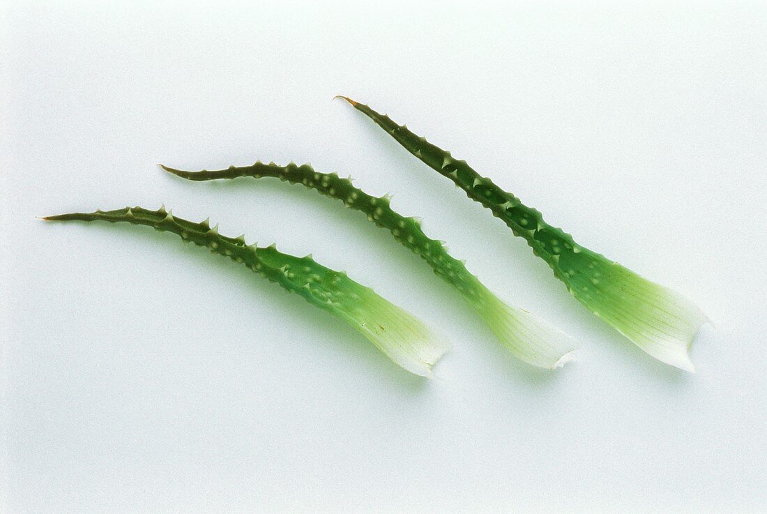 Three individual leaves of the aloe plant