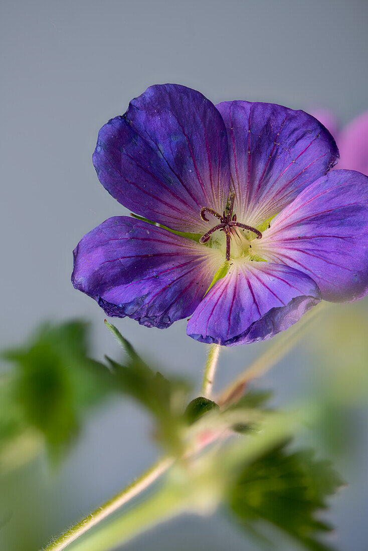 Meadow cranesbill (Geranium pratense, also blue cranesbill)