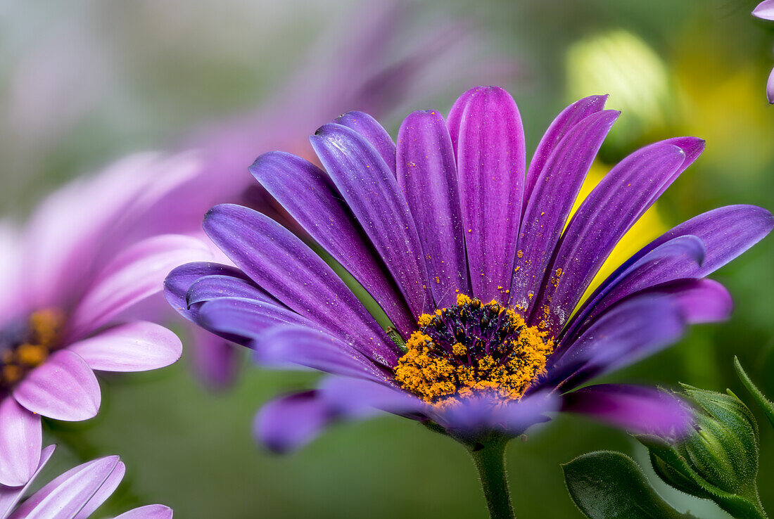 Purple inflorescence of the African daisies, Osteospermum