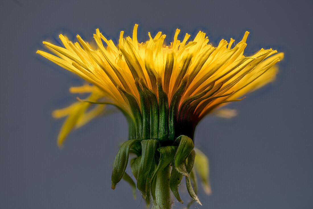 Blüte des Löwenzahn, Blütenstand, (Taraxacun officinale)