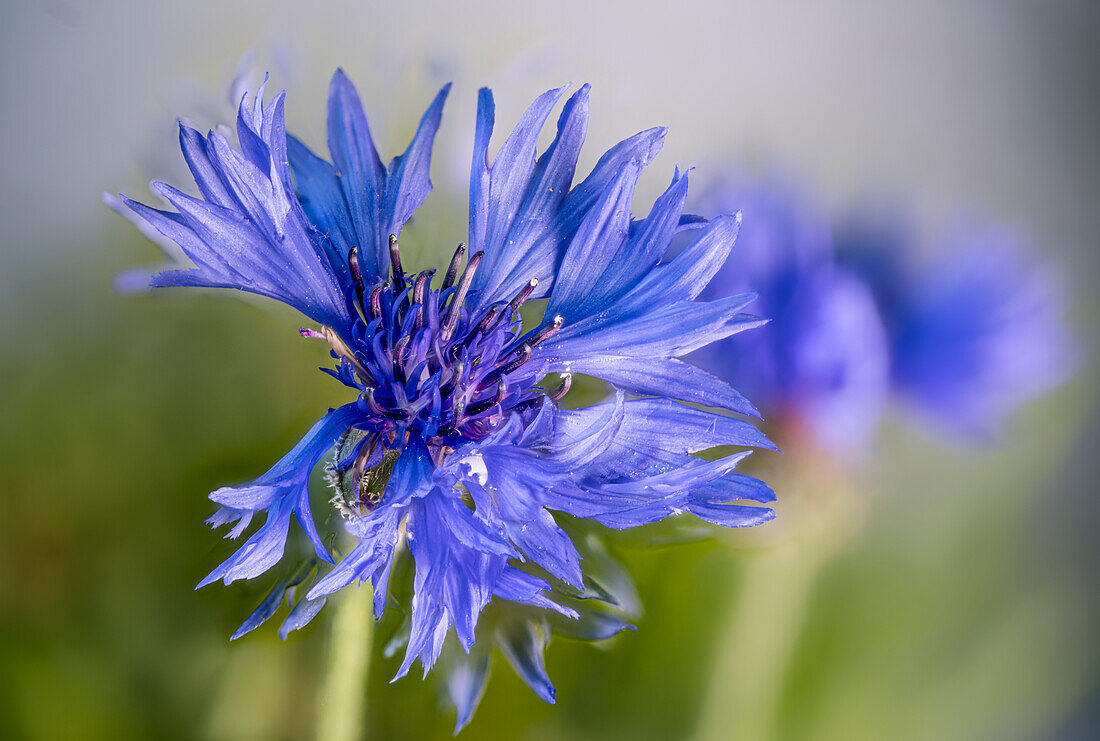 Blau blühende Kornblume, (Centaurea cyanus), Blütenstand