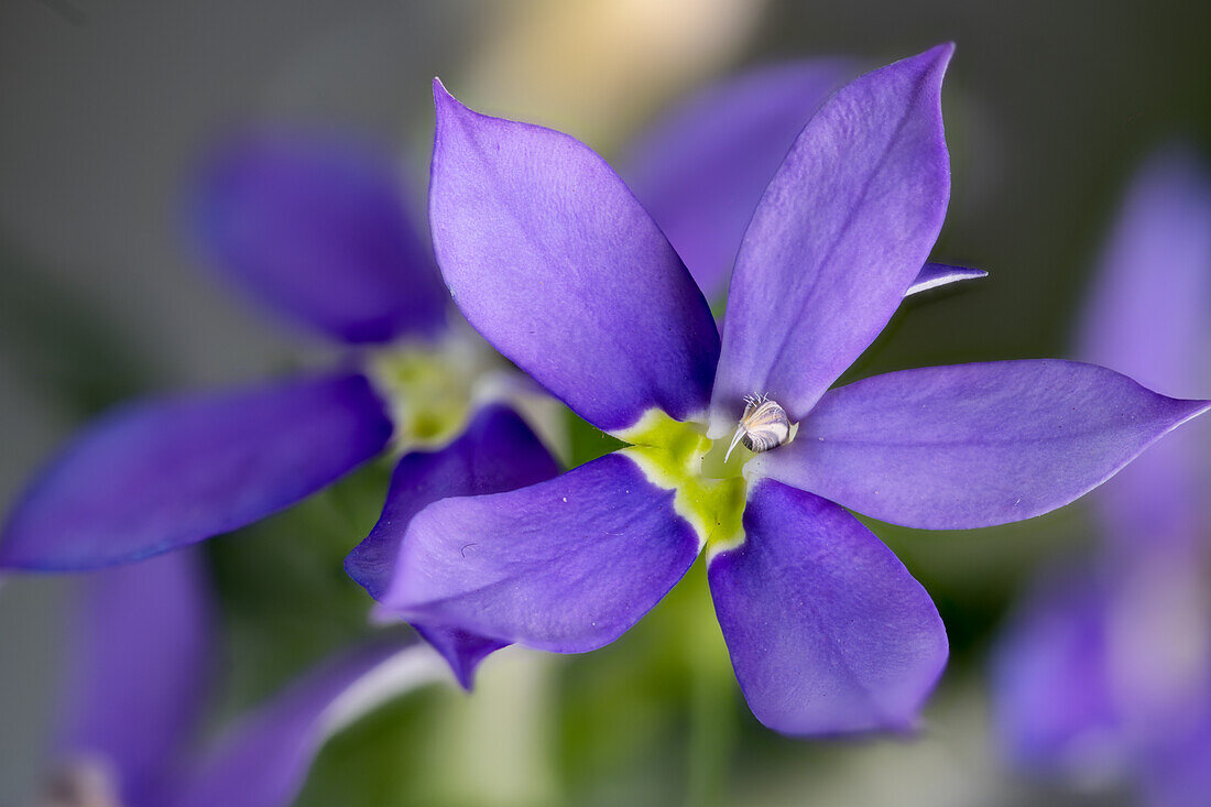 Blue Star flower, Australian bellflower (Isotoma axillaris)