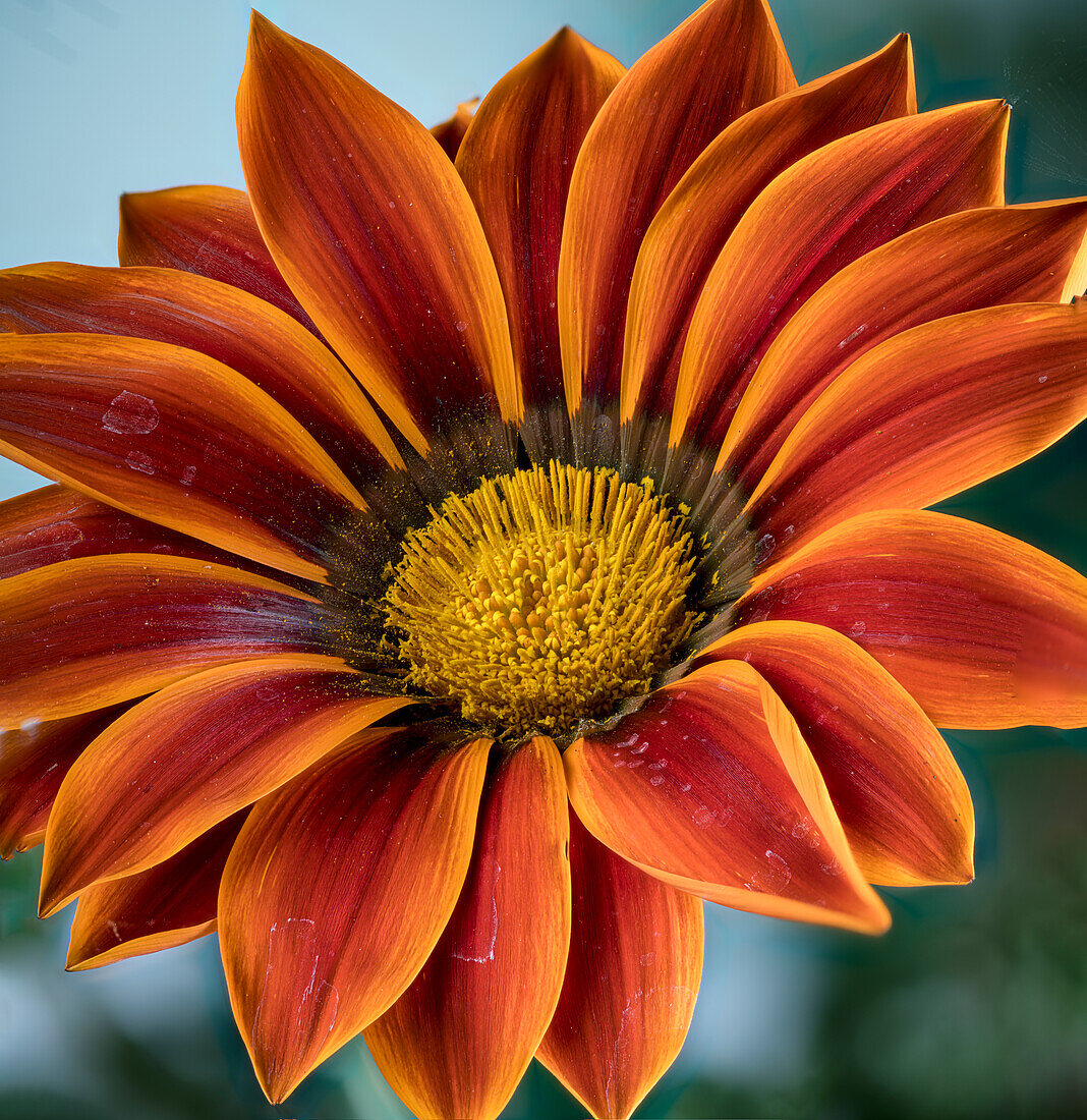 Blüte der Gerbera (Gerbera)