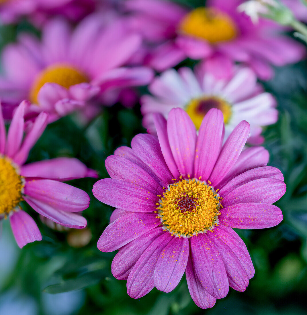 Pink Marguerite daisy (Argyranthemum frutescens)