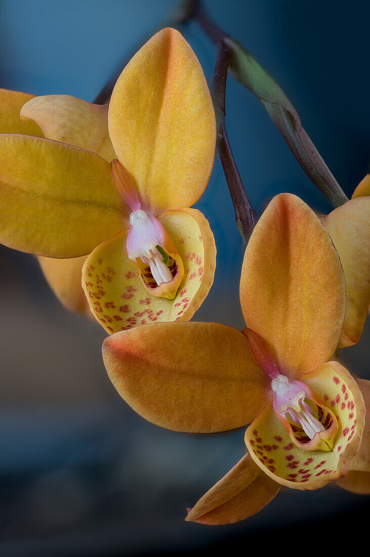 Yellow form of the earth orchid (Disa uniflora), flowers