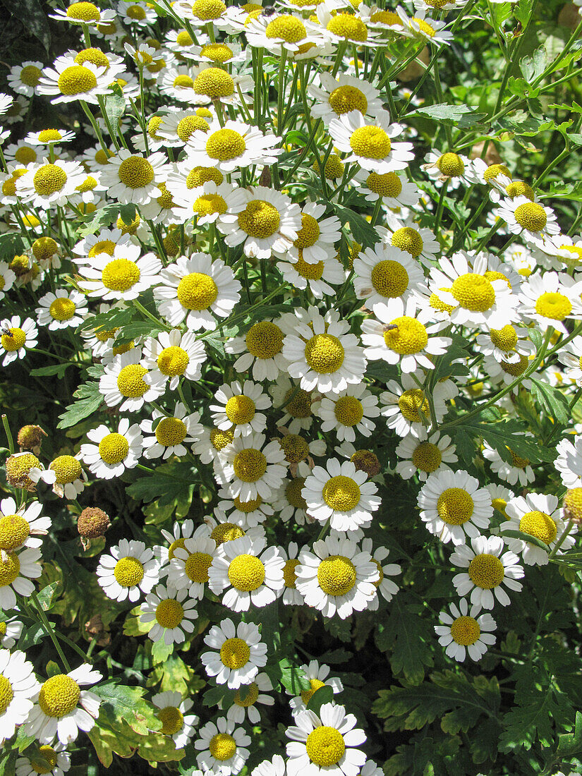 Mutterkraut (Tanacetum) blühend im Beet