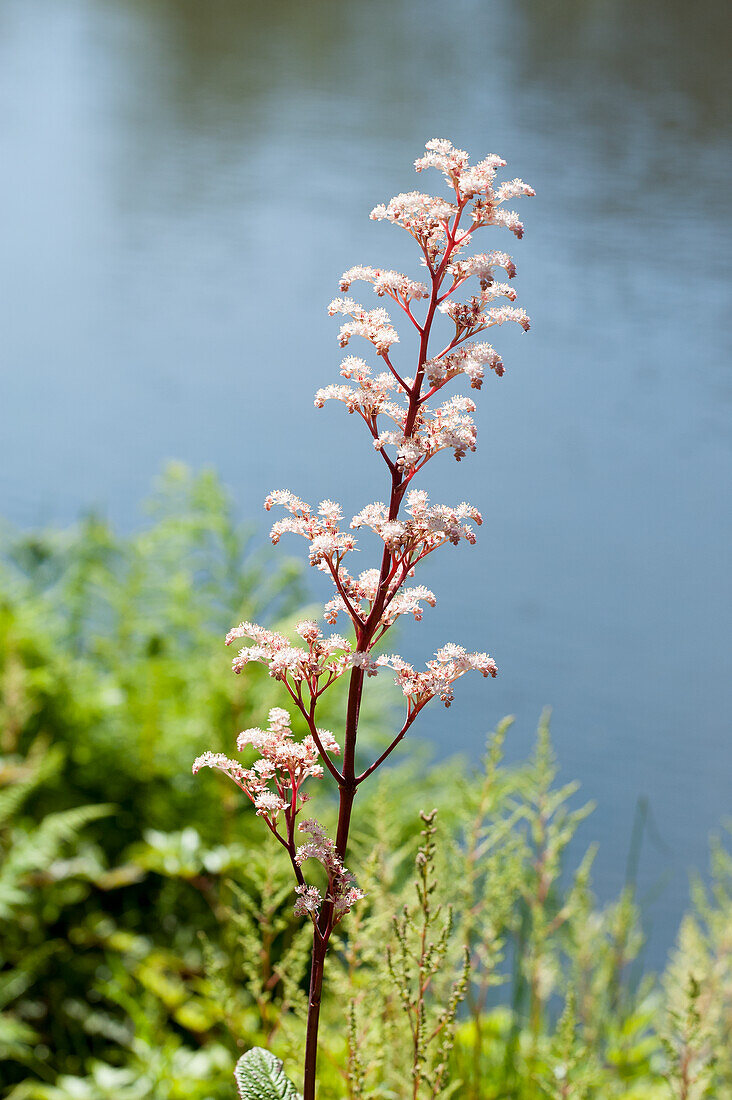 Flowering rodgersia on the shore of a lake