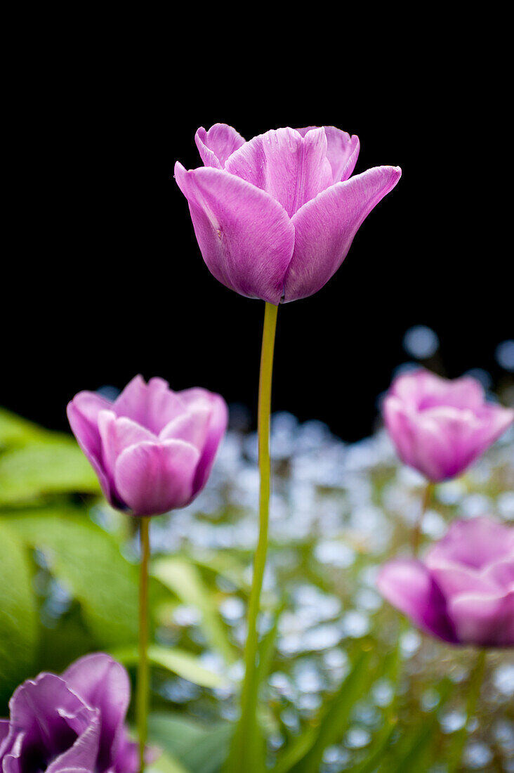 Tulpen im Garten (Tulipa)