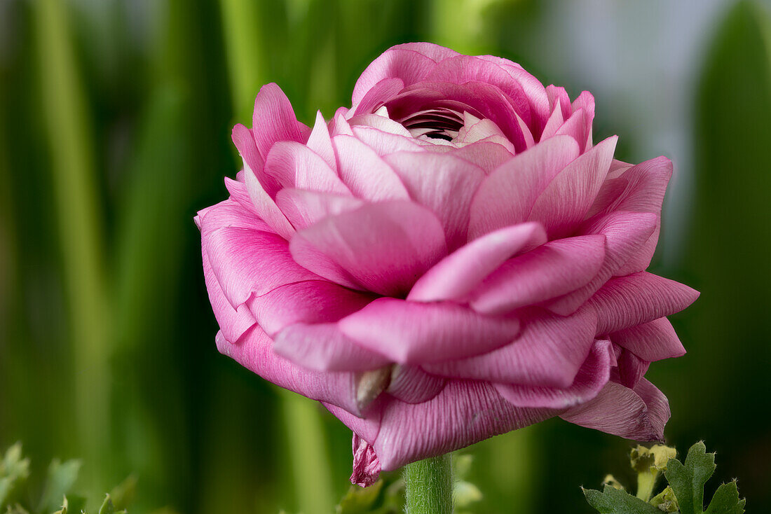 Persian buttercup (Ranunculus asiaticus), pink flower