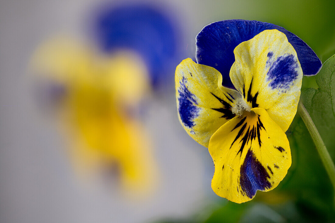 Horned violet, (Viola cornuta), garden form