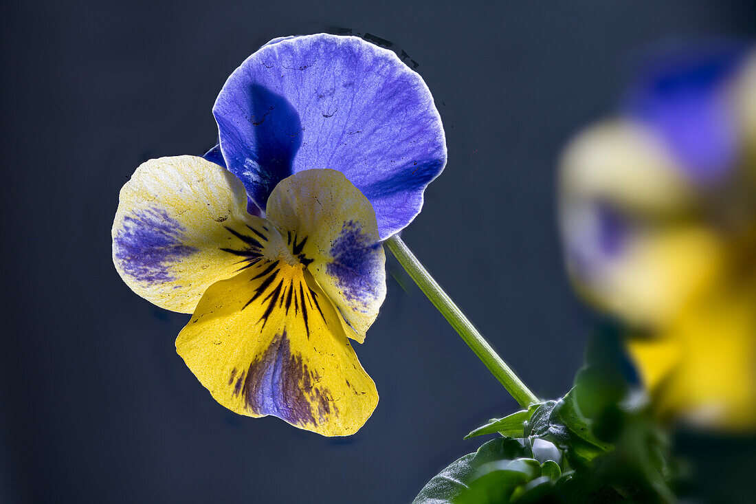 Horn violet, (Viola cornuta), garden form