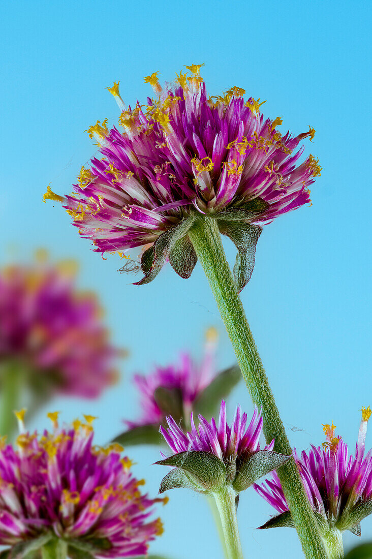 Globe amaranth (Gomphrena globosa), flowers against a blue background