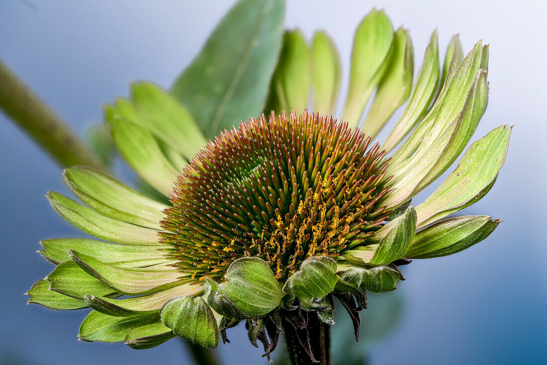 Red coneflower (Echinacea purpurea), hedgehog head, green inflorescence