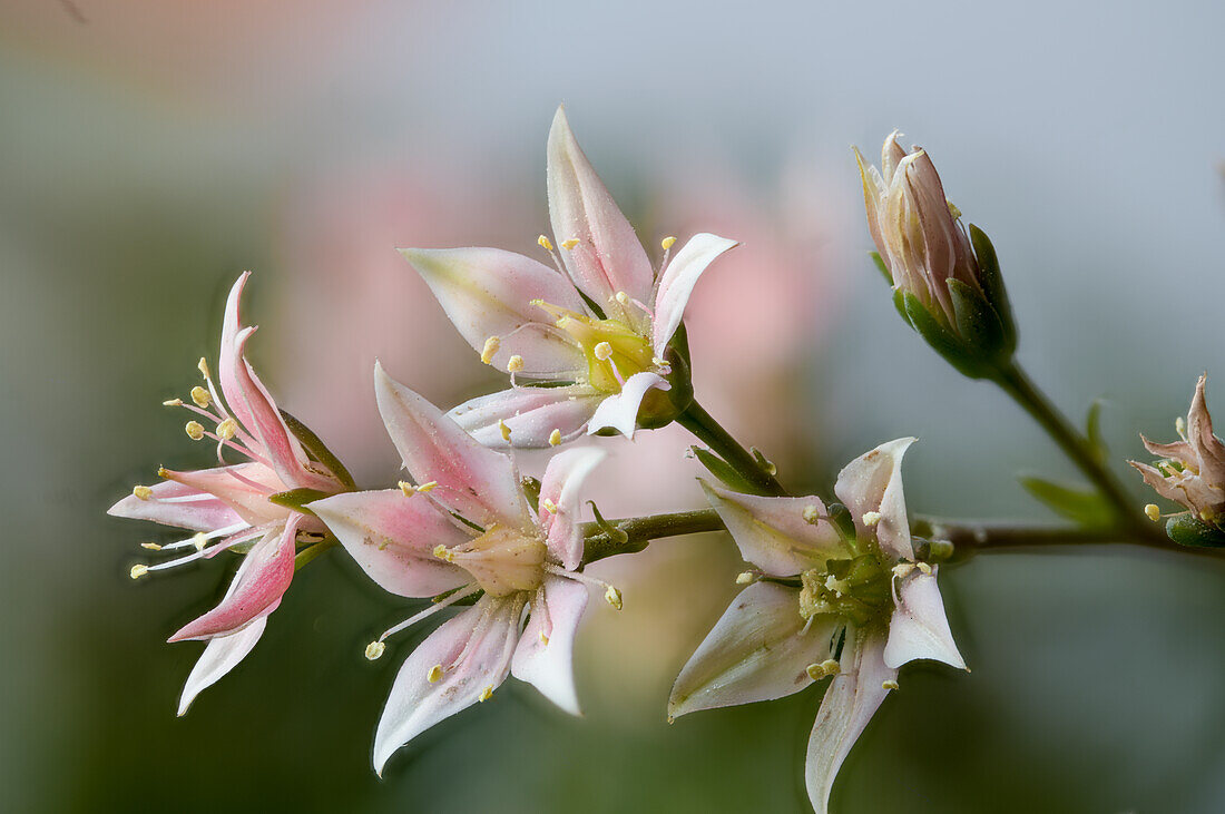 Blühende Echerverie (Echeveria sp.) Blütenstand, Crassulaceae