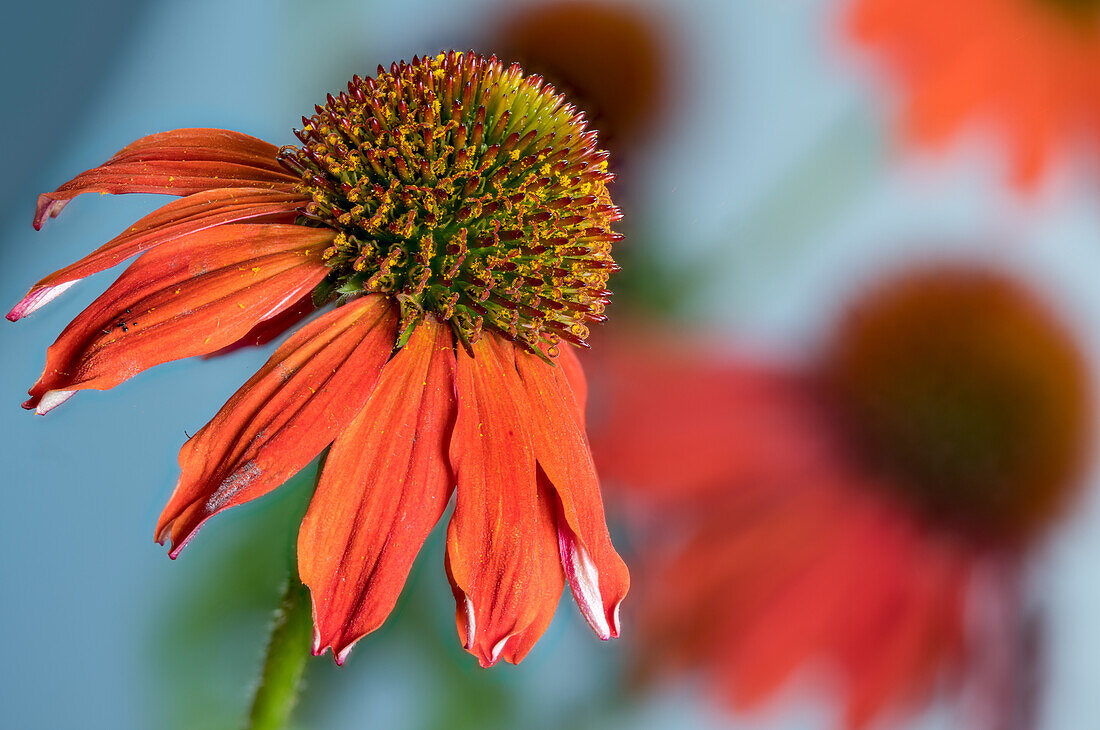 Purple coneflower (Echinacea purpurea), hedgehog head, yellow-red inflorescences, red false coneflower