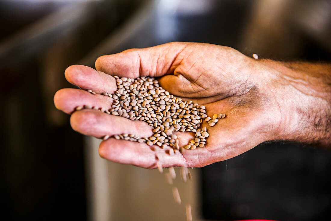 Organic lentils in a farmer's hand