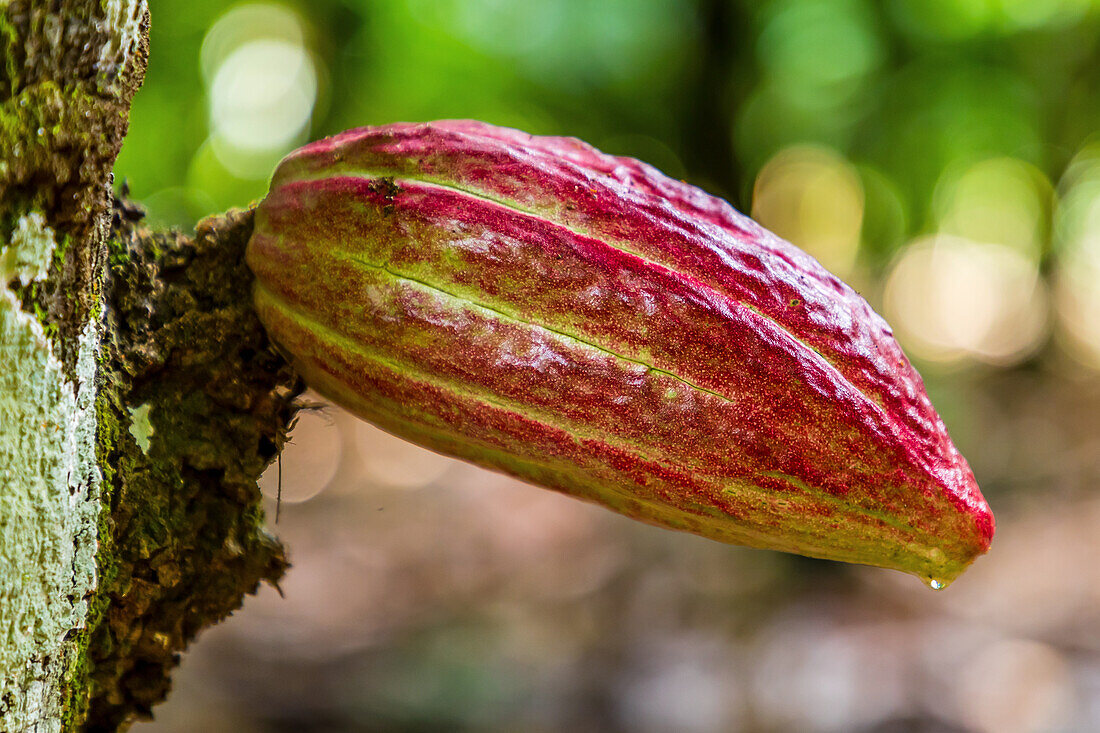 Cocoa Pods, El Sendero Del Cacao Plantation, Hacienda La Esmeralda Las Pajas, San Francisco De Macoris, Dominican Republic