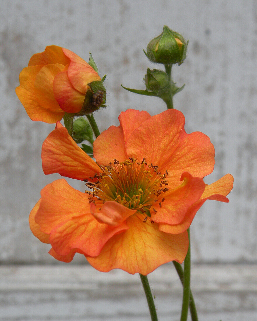 Blühende Nelkenwurz (Geum 'Pr. Juliana')