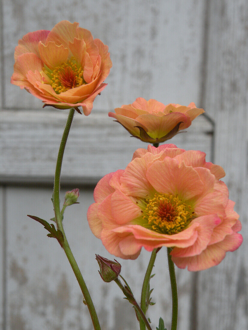 Avens (Geum Cocktail 'Mai Tai'), flowers