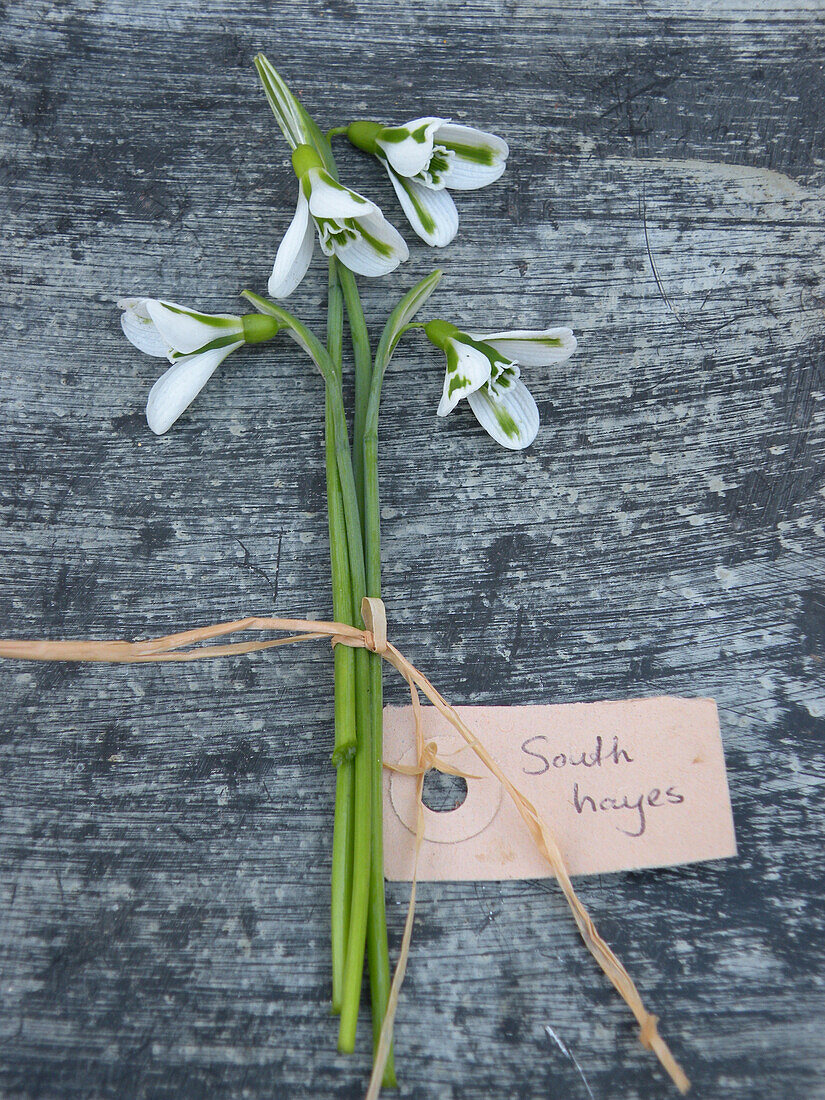 Snowdrop (Galanthus 'South Hayes')