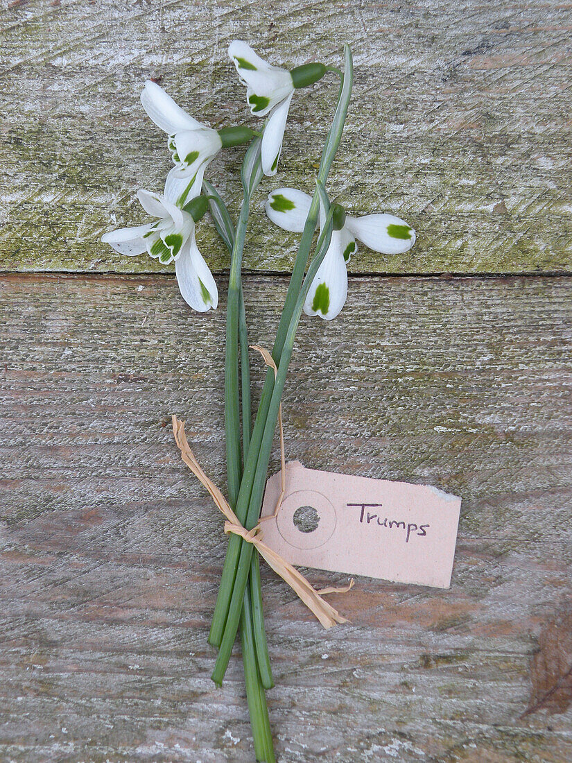 Schneeglöckchen (Galanthus 'Trumps')