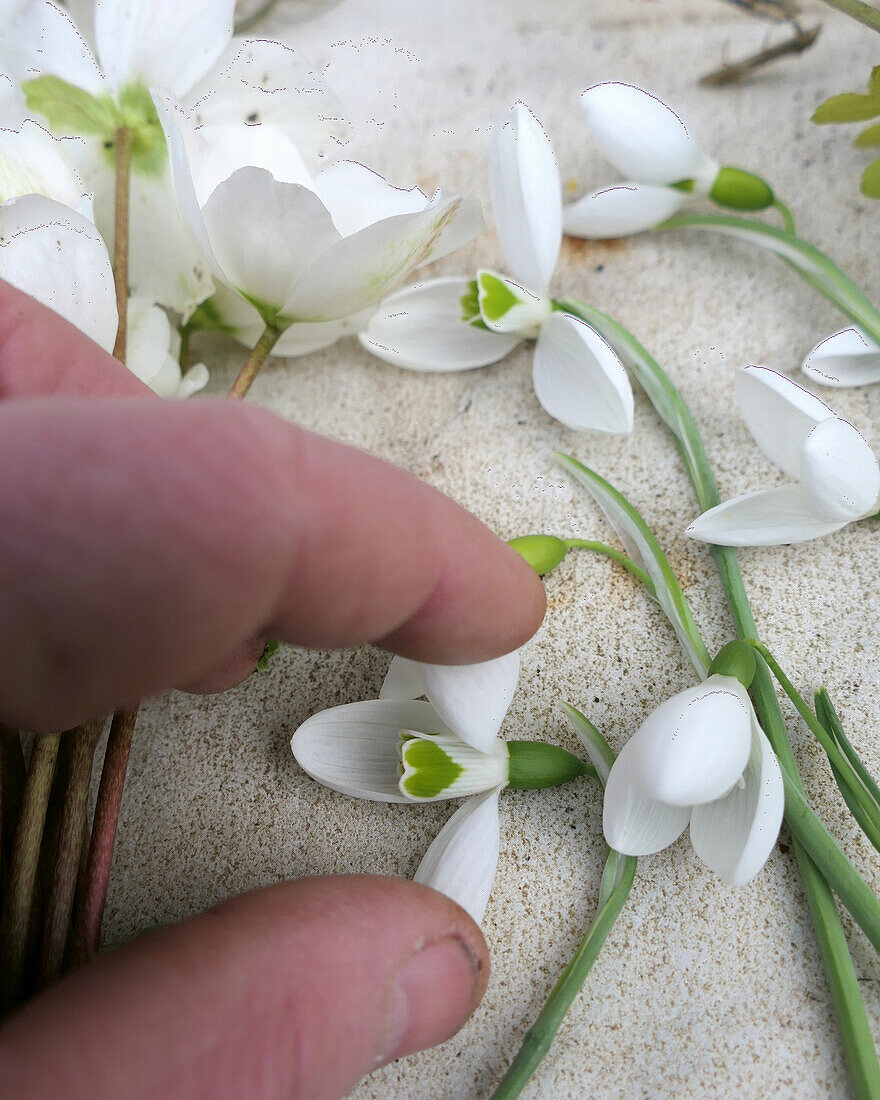 Snowdrop (Galanthus 'Trumps')