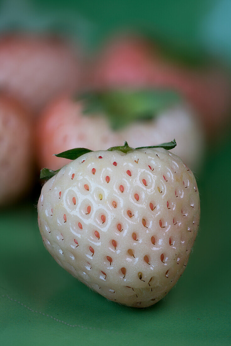 Ananaserdbeere (weiße Erdbeere)