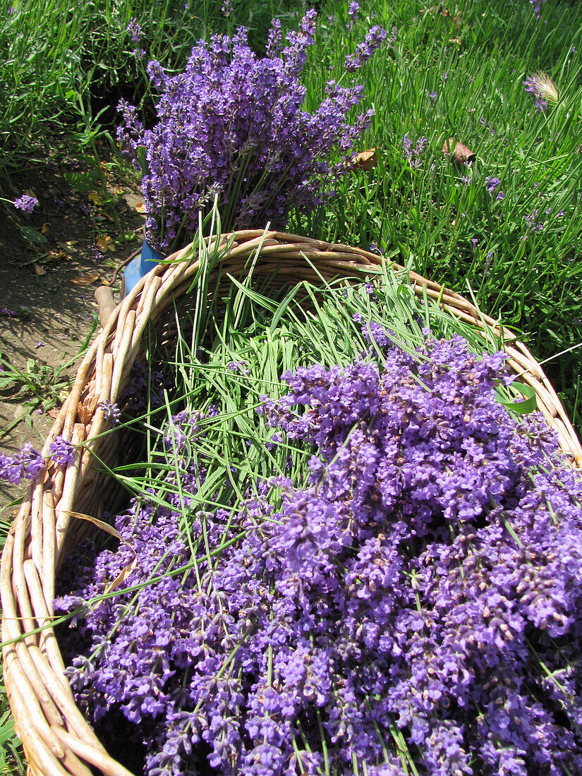 Lavender flowers (Lavandula angustifolia) in a basket
