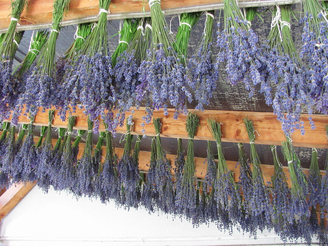 Lavender flowers hung up to dry (Lavandula)