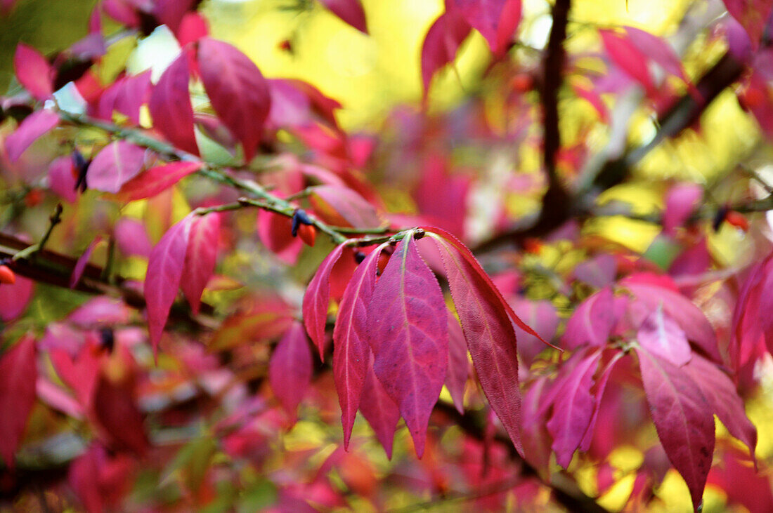 Winged spindle (Euonymus alatus)