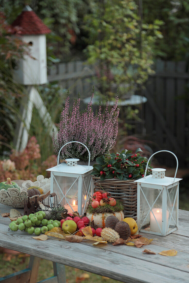 Herbstlich dekoriert Tisch mit Laternen, Zieräpfeln, Heidekraut (Erica), Kürbis und Scheinbeere (Gaultheria)