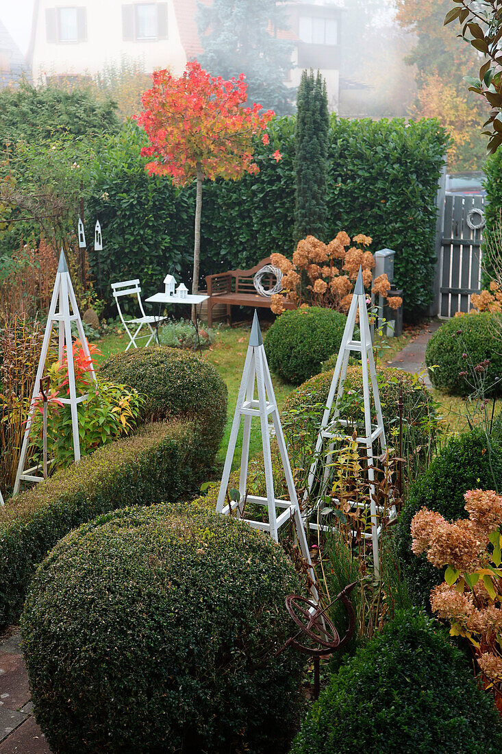 Autumn front garden with amber tree (Liquidambar), box (Buxus sempervirens) and hydrangeas