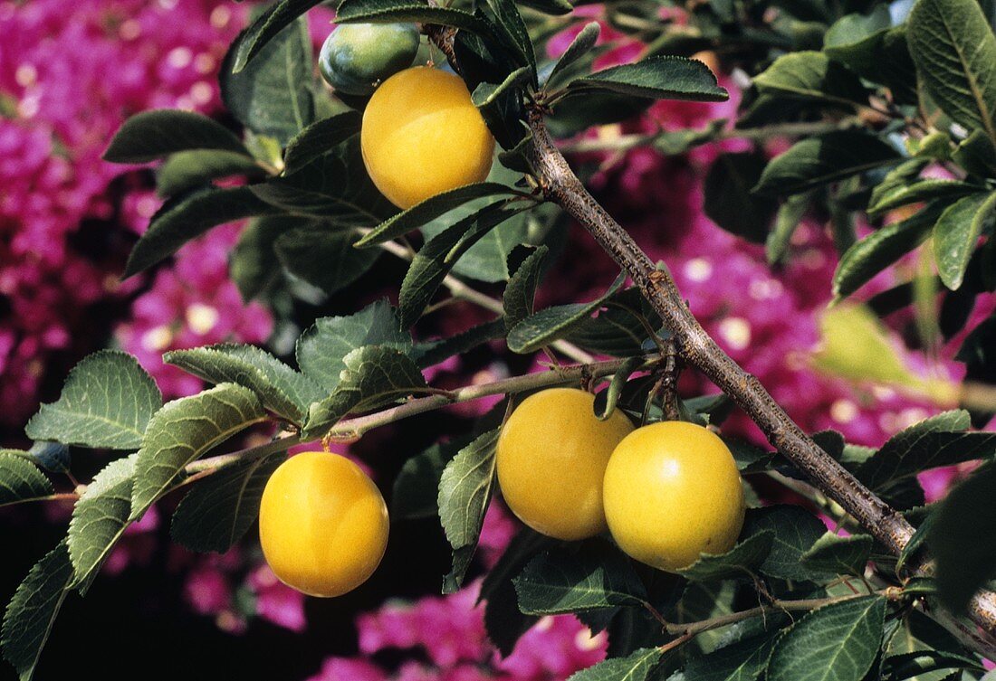 Yellow Plums Hanging on a Branch