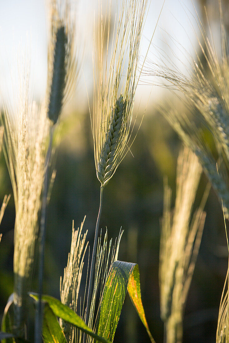 Ears of wheat in a field