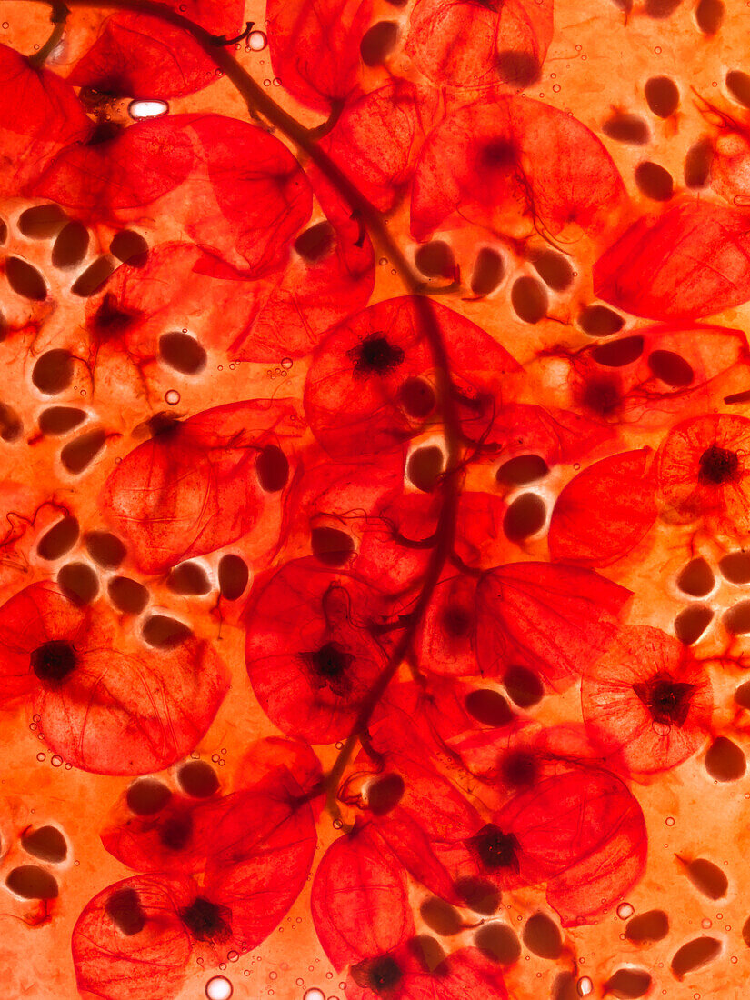 Rote Johannisbeeren (Makroaufnahme)