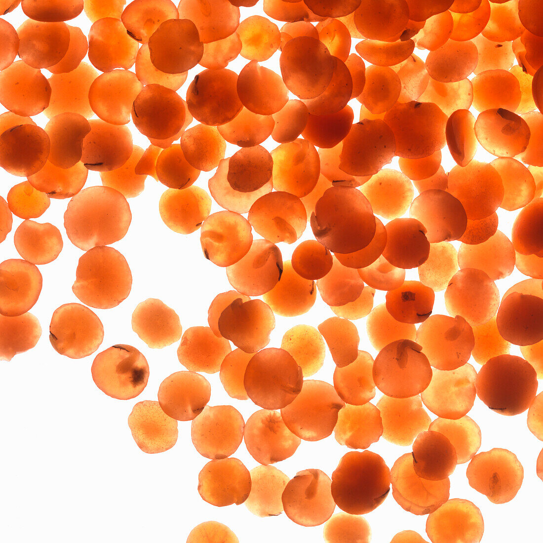 Red lentils (macro shot)