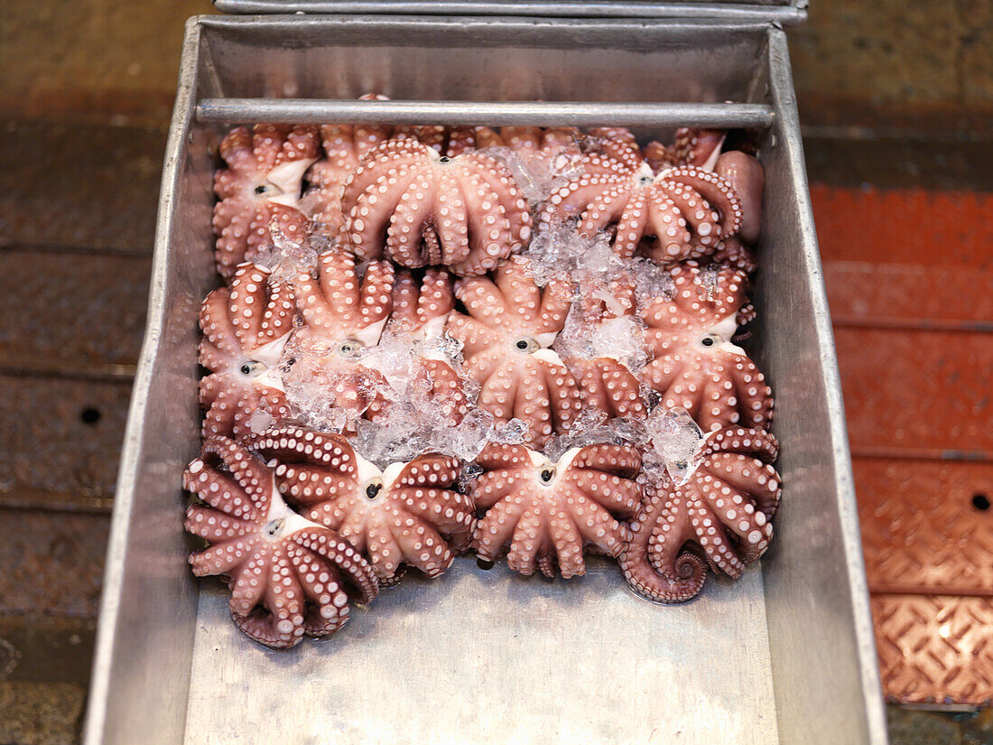 Frische Kraken auf dem Tsukiji-Fischmarkt in Tokio, Japan